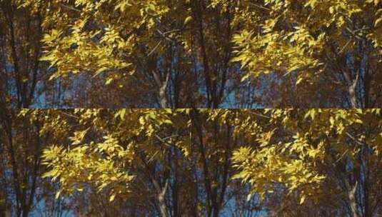 北京秋天树叶风景高清在线视频素材下载