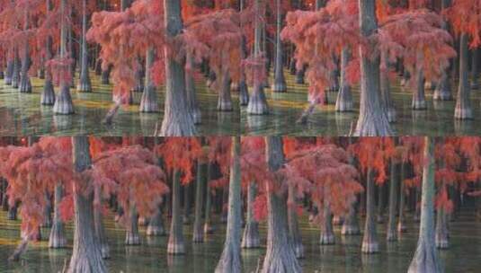 冬天武汉涨渡湖湿地红叶水杉高清在线视频素材下载