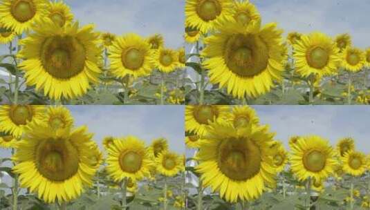 蜜蜂采蜜向日葵太阳花高清在线视频素材下载