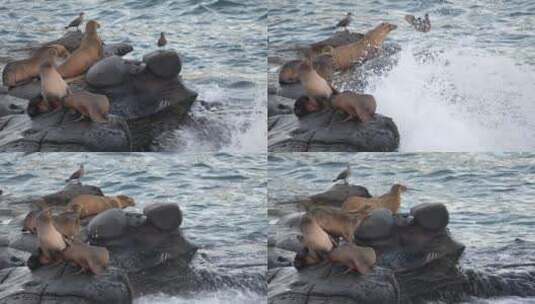 海滩边的海狮高清在线视频素材下载