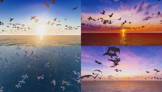 夕阳下海鸥飞翔慢动作视频合集高清在线视频素材下载