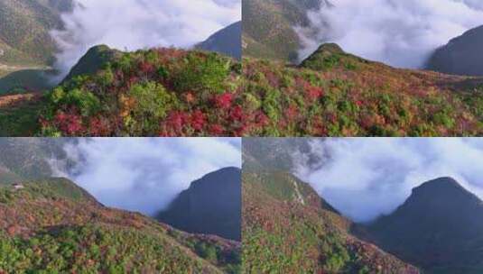 重庆巫山三峡红叶美景高清在线视频素材下载