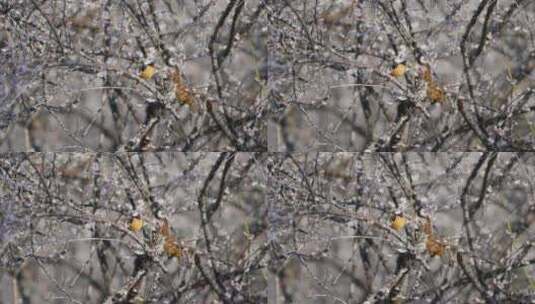 梅花中的鸟儿高清在线视频素材下载