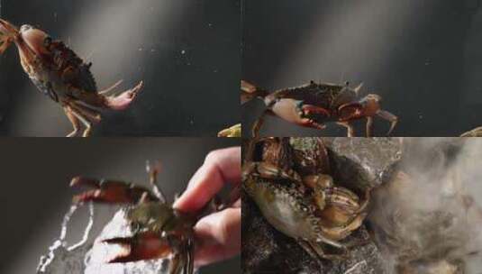 螃蟹 青蟹 海蟹 红鲟 鲜活螃蟹 活海鲜 海鲜高清在线视频素材下载