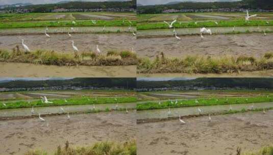 插秧时节，水田里觅食的白鹭群高清在线视频素材下载