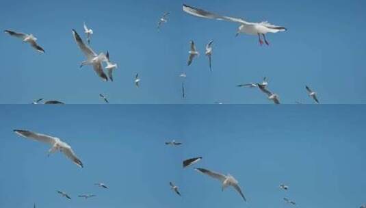 红嘴鸥海埂海鸥候鸟昆明高清在线视频素材下载
