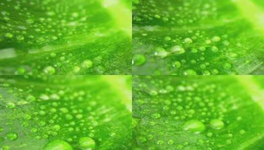 一段微距视频捕捉到了湿绿叶上闪闪发光的水高清在线视频素材下载