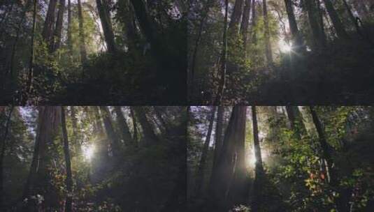 摇摄阳光照进茂密的森林高清在线视频素材下载