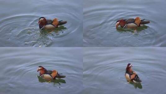 一只在湖里游泳的鸳鸯唯美慢镜高清在线视频素材下载