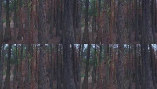 广州番禺大夫山森林公园落羽杉红叶秋景高清在线视频素材下载