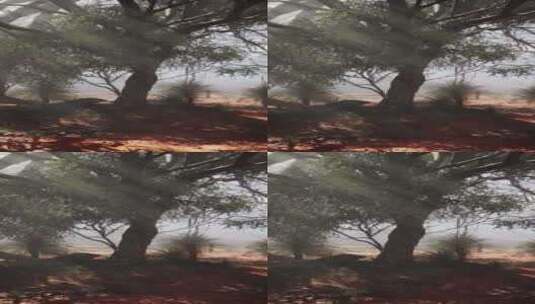 阳光透过沙漠中的树木照耀高清在线视频素材下载