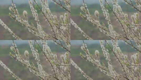 春天李花，竹林烟雨，乡村老屋高清在线视频素材下载