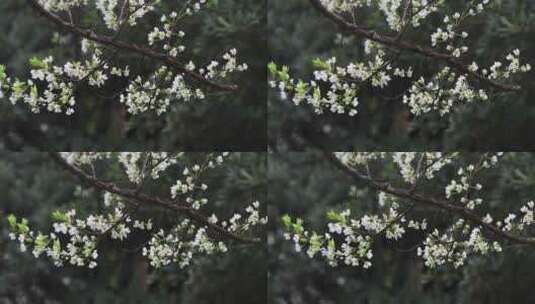 春雨绵绵唯美樱花花瓣随风飘落高清在线视频素材下载