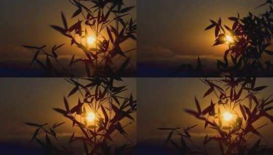 太阳落山树叶剪影高清在线视频素材下载
