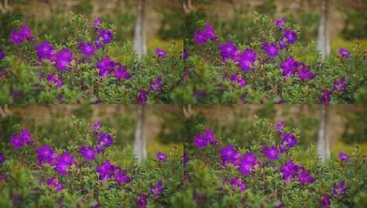 紫色花丛高清在线视频素材下载