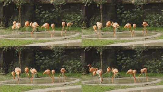动物园里的火烈鸟大红鹳嬉戏栖息高清在线视频素材下载