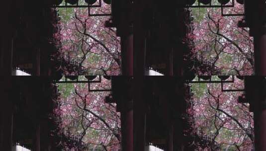 江南古典园林庭院春雨下雨雨天屋檐梅花雨滴高清在线视频素材下载