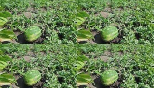 种植园里种植的西瓜高清在线视频素材下载