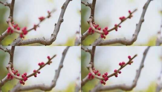 春天红色碧桃花苞花蕾含苞待放特写高清在线视频素材下载