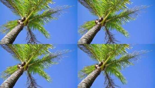 海南三亚蓝天下椰树椰林风光高清在线视频素材下载