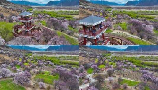 4K航拍西藏林芝嘎拉桃花村42高清在线视频素材下载