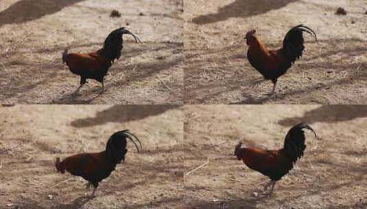 一只大公鸡在地上觅食慢镜头高清在线视频素材下载