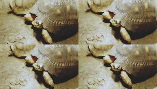 中国重庆市动物园的陆地乌龟高清在线视频素材下载