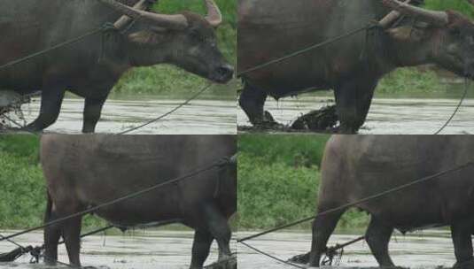 春天农村亚洲水牛耕田犁地高清在线视频素材下载