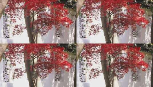 园林白墙漏窗红叶红枫 拙政园高清在线视频素材下载