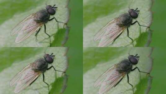 微观世界：绿叶上的苍蝇高清在线视频素材下载