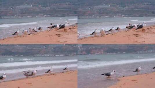 海滩上的海鸥高清在线视频素材下载