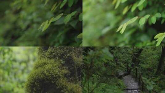 山间林荫栈道 树叶草木空镜阴雨天高清在线视频素材下载