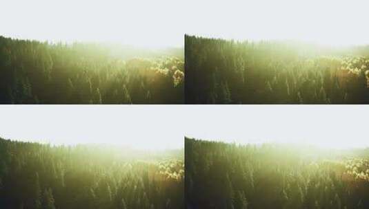 山地日落阳光在茂盛的森林中穿过树木高清在线视频素材下载