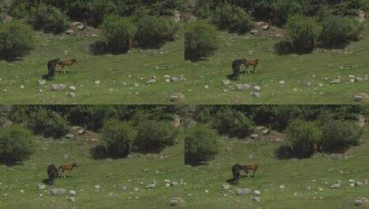 马在吉尔吉斯斯坦卡拉科尔峡谷的山上吃草高清在线视频素材下载