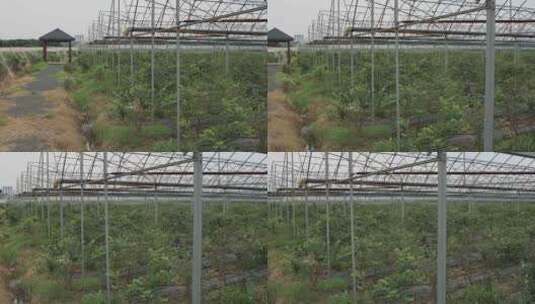 大型蓝莓种植基地采摘蓝莓 常州溧阳曹山高清在线视频素材下载