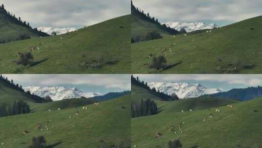新疆阿勒泰草原雪山航拍牛群高清在线视频素材下载