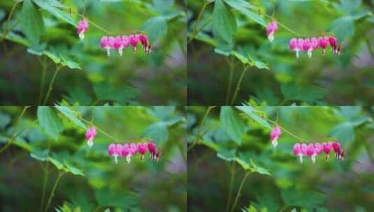 花园里的花花高清在线视频素材下载