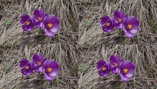 紫罗兰色的番红花从上面高清在线视频素材下载