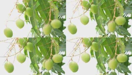 树上的芒果实拍高清在线视频素材下载