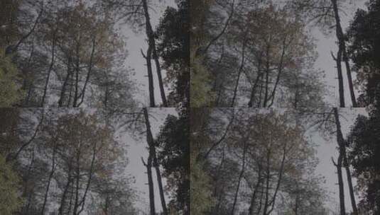 风吹树叶飘动 秋天空镜 天空树林高清在线视频素材下载