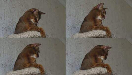 阿比西尼亚猫肖像高清在线视频素材下载