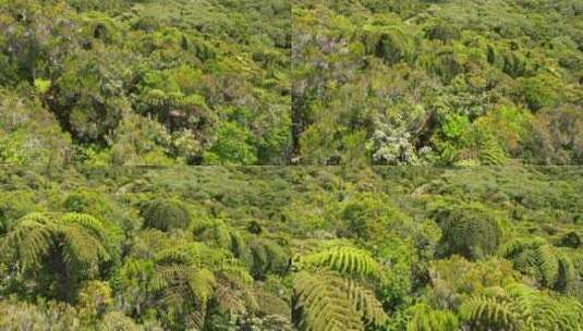 留尼汪岛，植被，绿色，森林高清在线视频素材下载