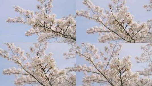 樱桃，开花，日本，春天高清在线视频素材下载
