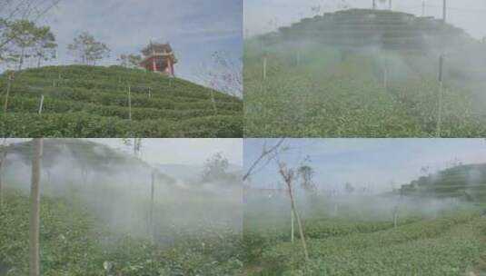 茶园 智慧茶园 智慧茶山 茶园 茶园喷水系统高清在线视频素材下载