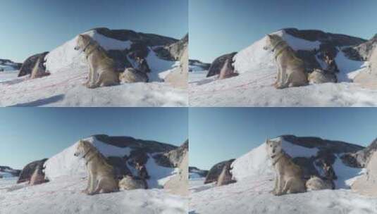 狗、雪橇狗、哈士奇、马具高清在线视频素材下载