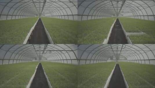 树木苗圃走在树苗的过道上高清在线视频素材下载