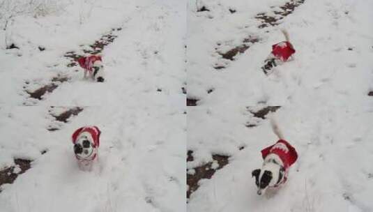 狗在雪地里玩耍高清在线视频素材下载