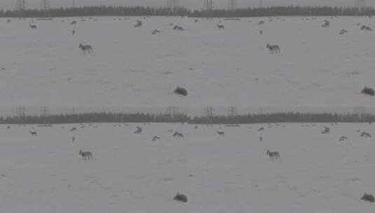 冬天雪地里来了野生黄羊高清在线视频素材下载