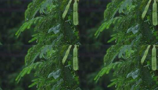 雨中的植物高清在线视频素材下载