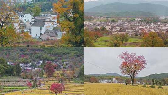 卢村塔川秋景航拍高清在线视频素材下载